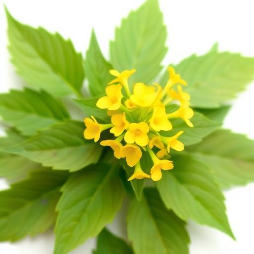Horny Goat Weed